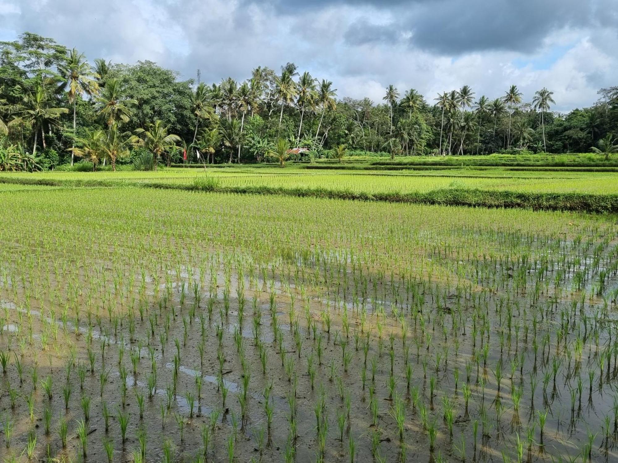 New 4 Bedroom Villa Surrounded By Jungle And Ricefields Убуд Экстерьер фото